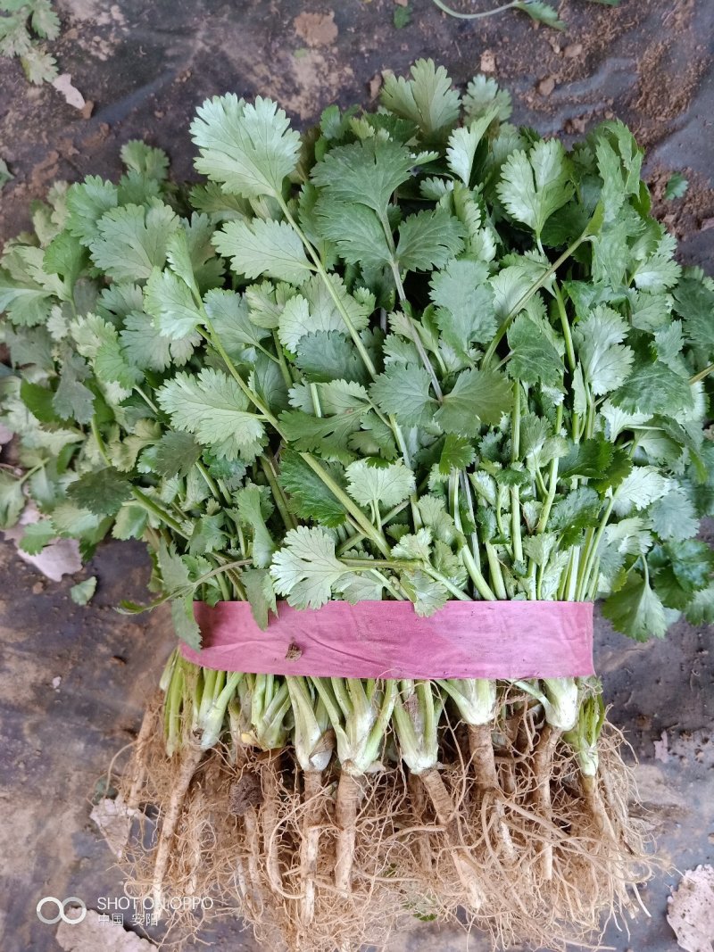 大叶香菜精品为主代发全国基地直供上市中量大质量好