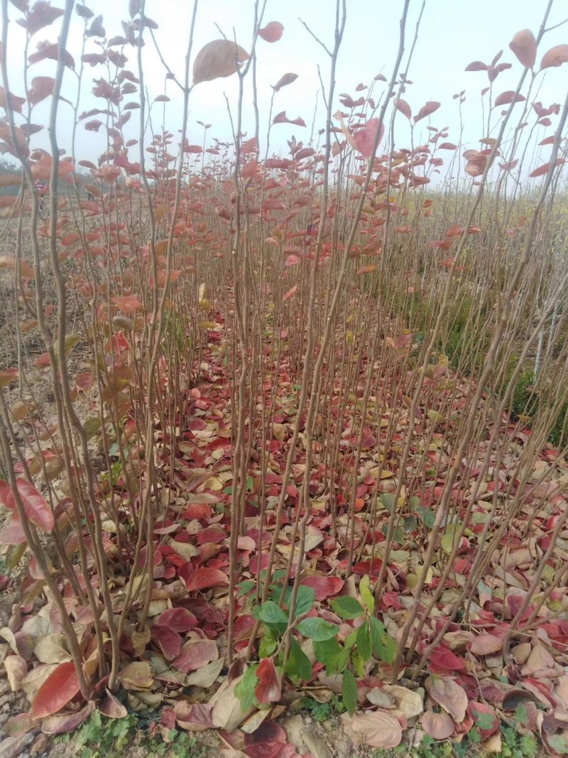 阳丰甜柿子苗，阳丰脆甜柿子苗基地，脆甜柿子苗，品种保证