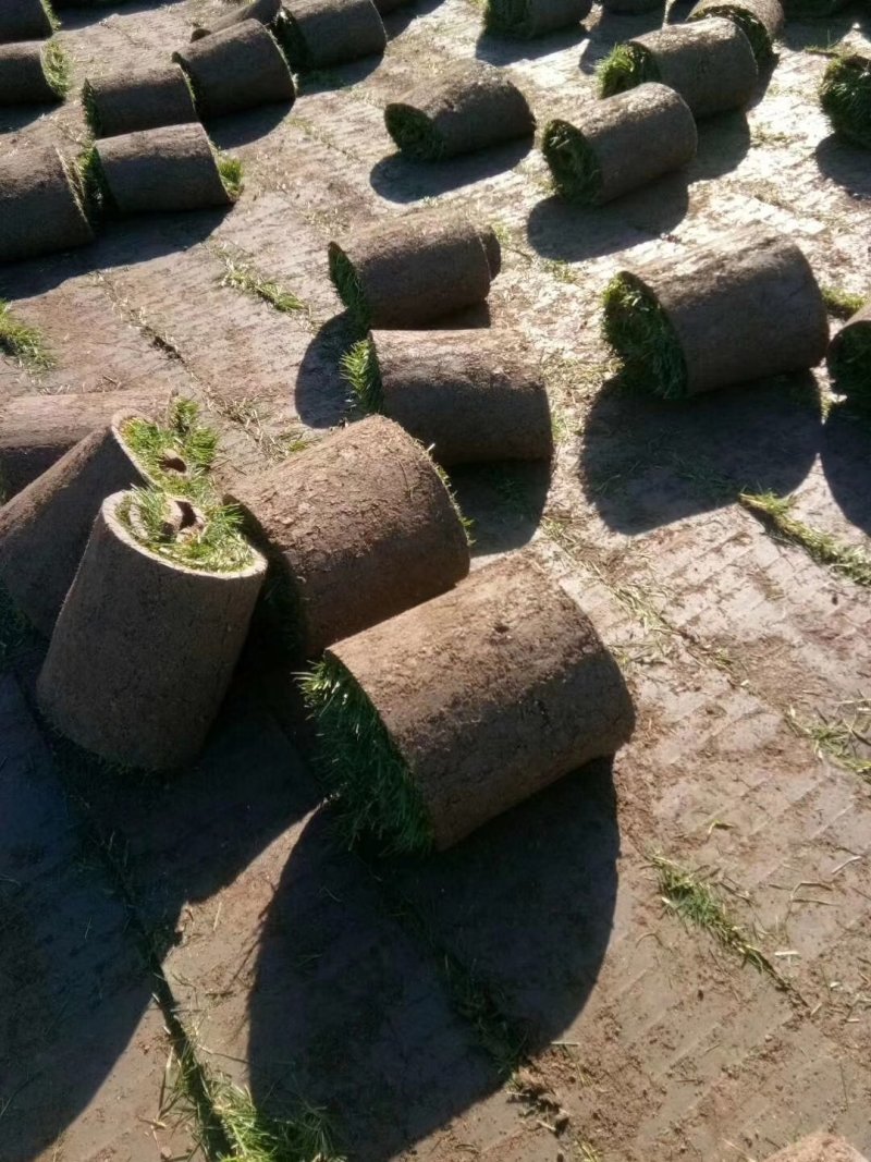 草坪（草皮）