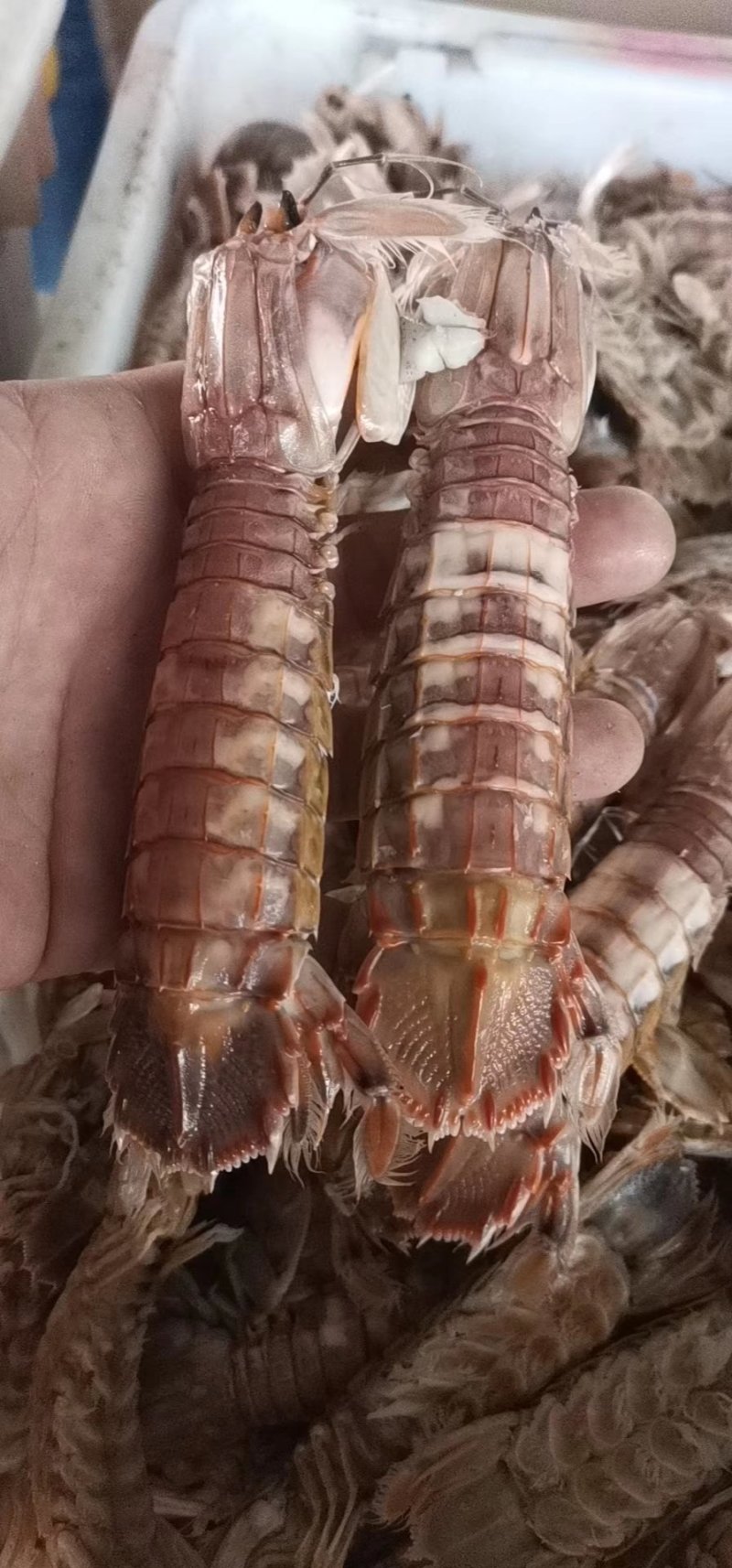 精品皮皮虾