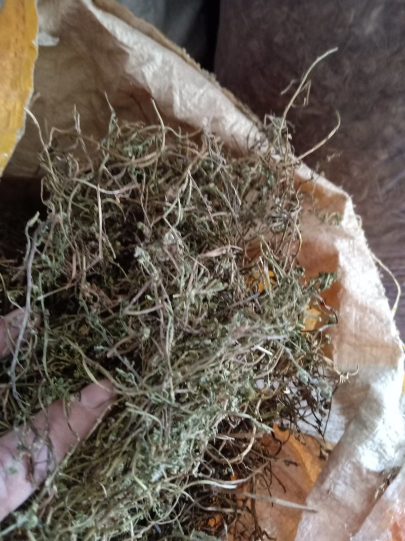 鹅不食草野生：零售：批发：一手货原欢迎采购：。