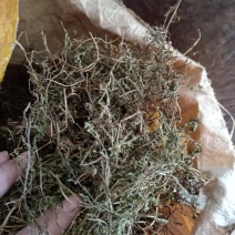 鹅不食草野生：零售：批发：一手货原欢迎采购：。