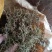 鹅不食草野生：零售：批发：一手货原欢迎采购：。