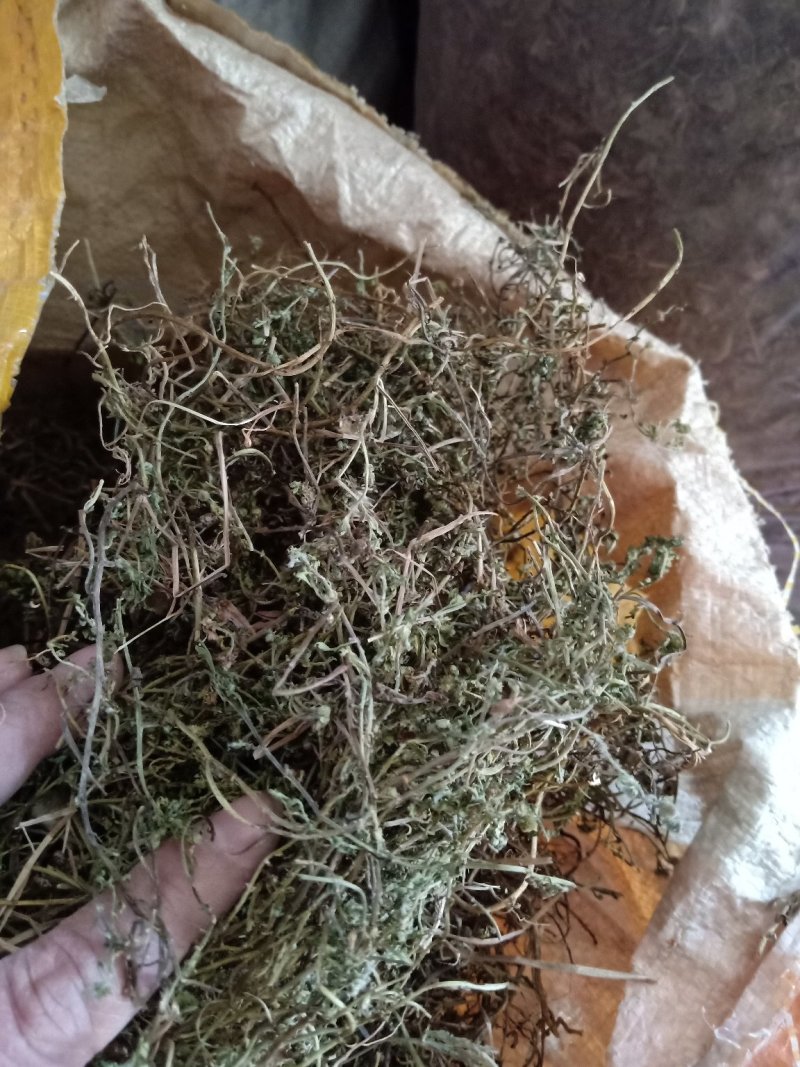 鹅不食草野生：零售：批发：一手货原欢迎采购：。