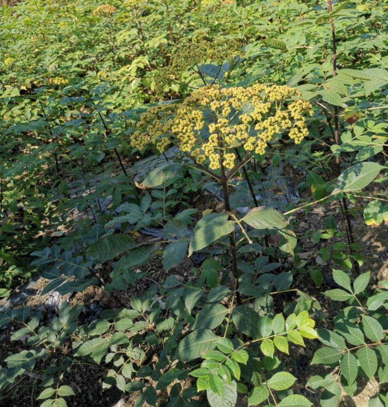 中花吴茱萸苗（正品中花品种，广西品种）大量供应