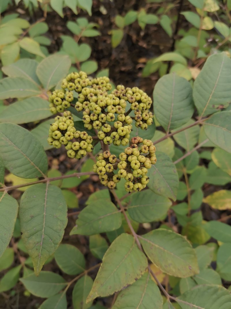 中花吴茱萸苗（正品中花品种，广西品种）大量供应