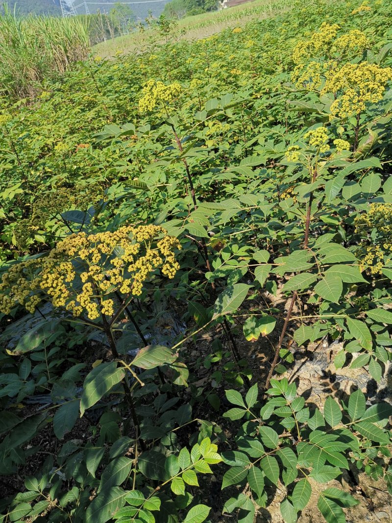 中花吴茱萸苗（正品中花品种，广西品种）大量供应