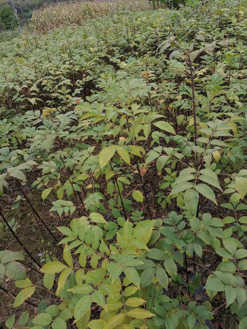 中花吴茱萸苗（正品中花品种，广西品种）大量供应