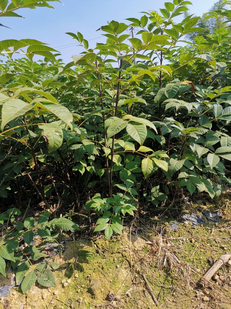 中花吴茱萸苗（正品中花品种，广西品种）大量供应