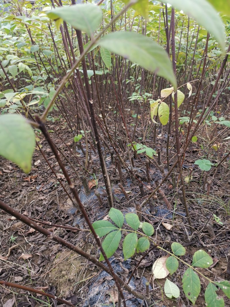 中花吴茱萸苗（正品中花品种，广西品种）大量供应