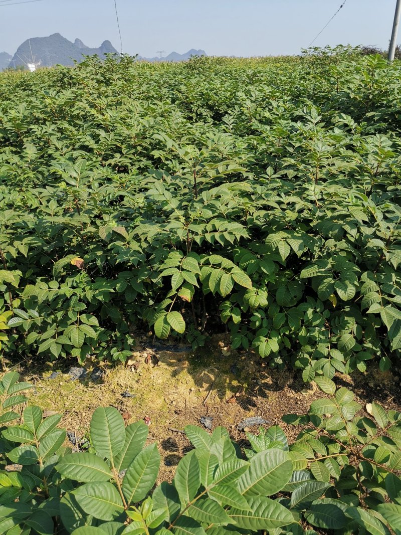 中花吴茱萸苗（正品中花品种，广西品种）大量供应