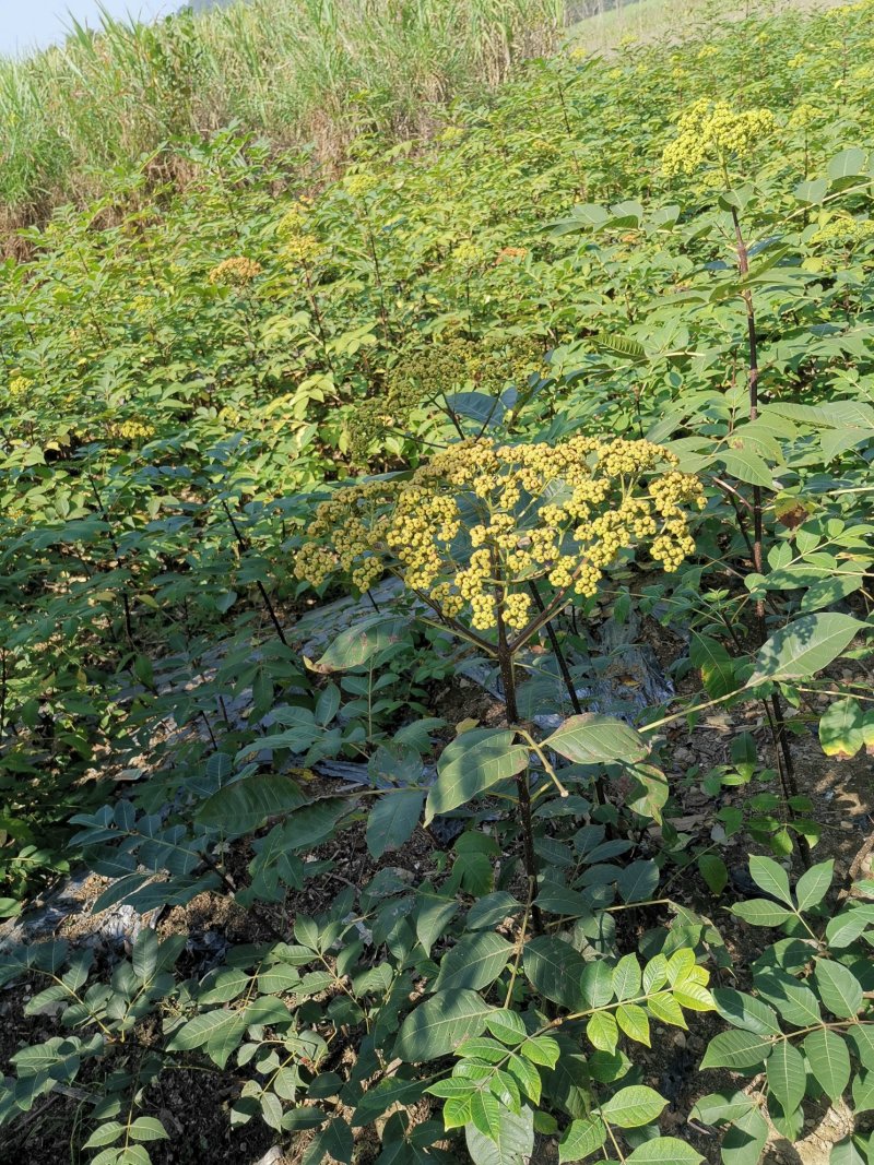 中花吴茱萸苗（正品中花品种，广西品种）大量供应