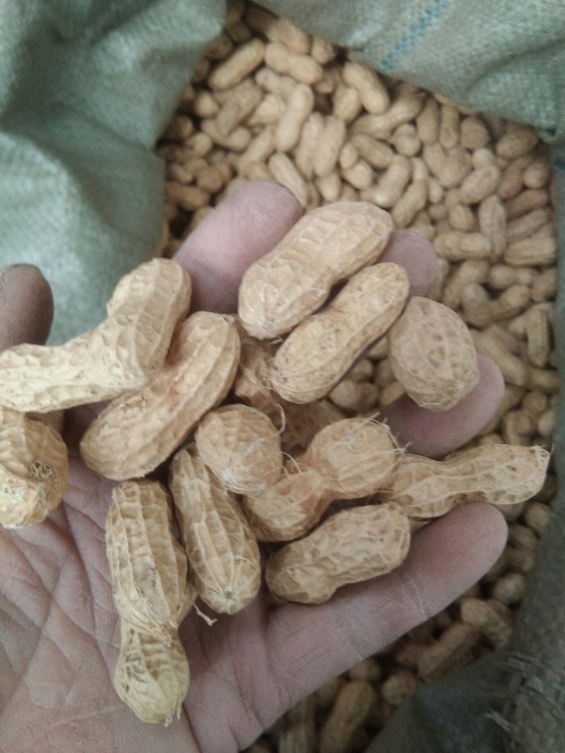 2019新拔二罐(千斤王)精选种子，大田用种，烤果首选