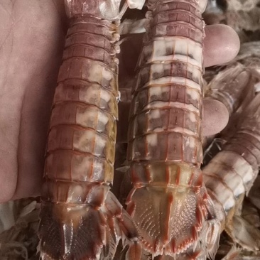一手皮皮虾