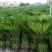 苏铁种植场，长年批发福建苏铁树，现挖现卖，原土原杯发货