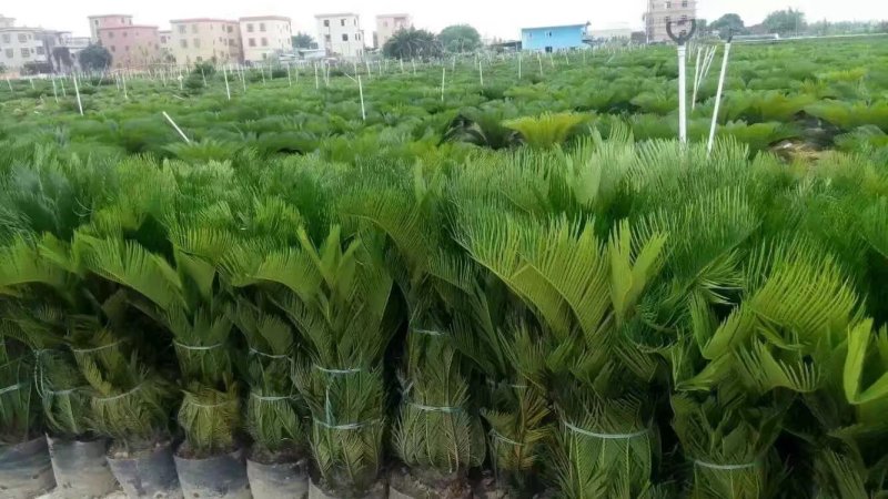 苏铁种植场，长年批发福建苏铁树，现挖现卖，原土原杯发货