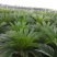 苏铁种植场，长年批发福建苏铁树，现挖现卖，原土原杯发货