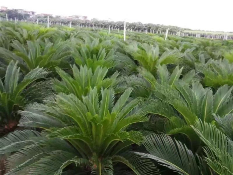 苏铁种植场，长年批发福建苏铁树，现挖现卖，原土原杯发货