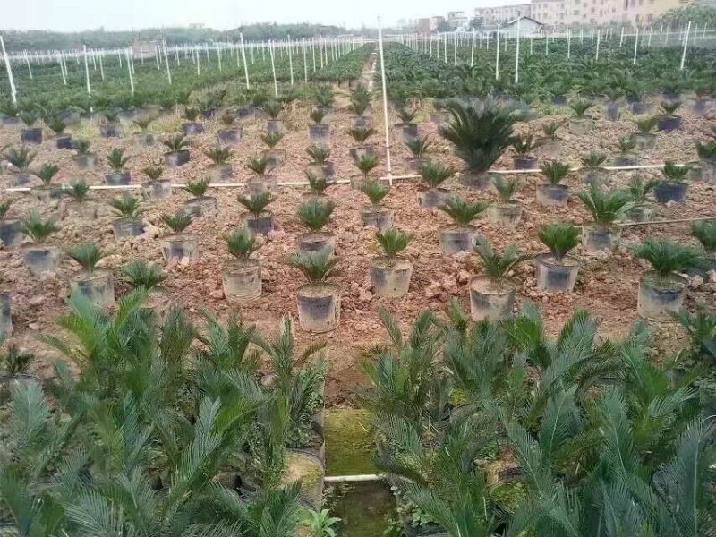 苏铁种植场，长年批发福建苏铁树，现挖现卖，原土原杯发货