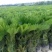 苏铁种植场，长年批发福建苏铁树，现挖现卖，原土原杯发货