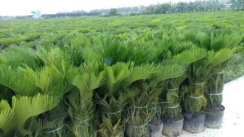苏铁种植场，长年批发福建苏铁树，现挖现卖，原土原杯发货