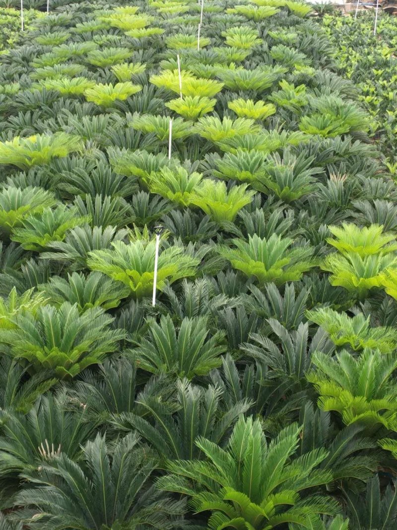 苏铁种植场，长年批发福建苏铁树，现挖现卖，原土原杯发货