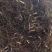 优质重楼苗，重楼种苗，多芽重楼种苗，质量保证，欢迎来电