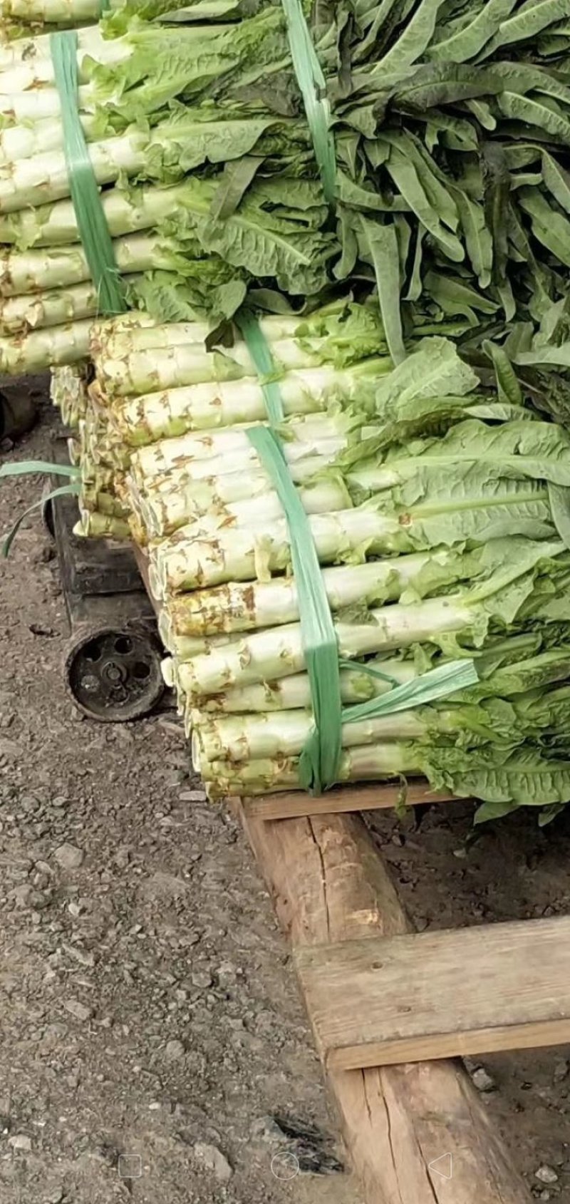 红叶莴笋蔬菜基地，，，，