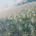 红叶莴笋蔬菜基地，，，，