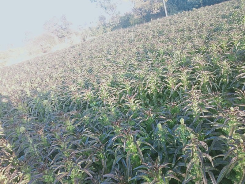 红叶莴笋蔬菜基地，，，，