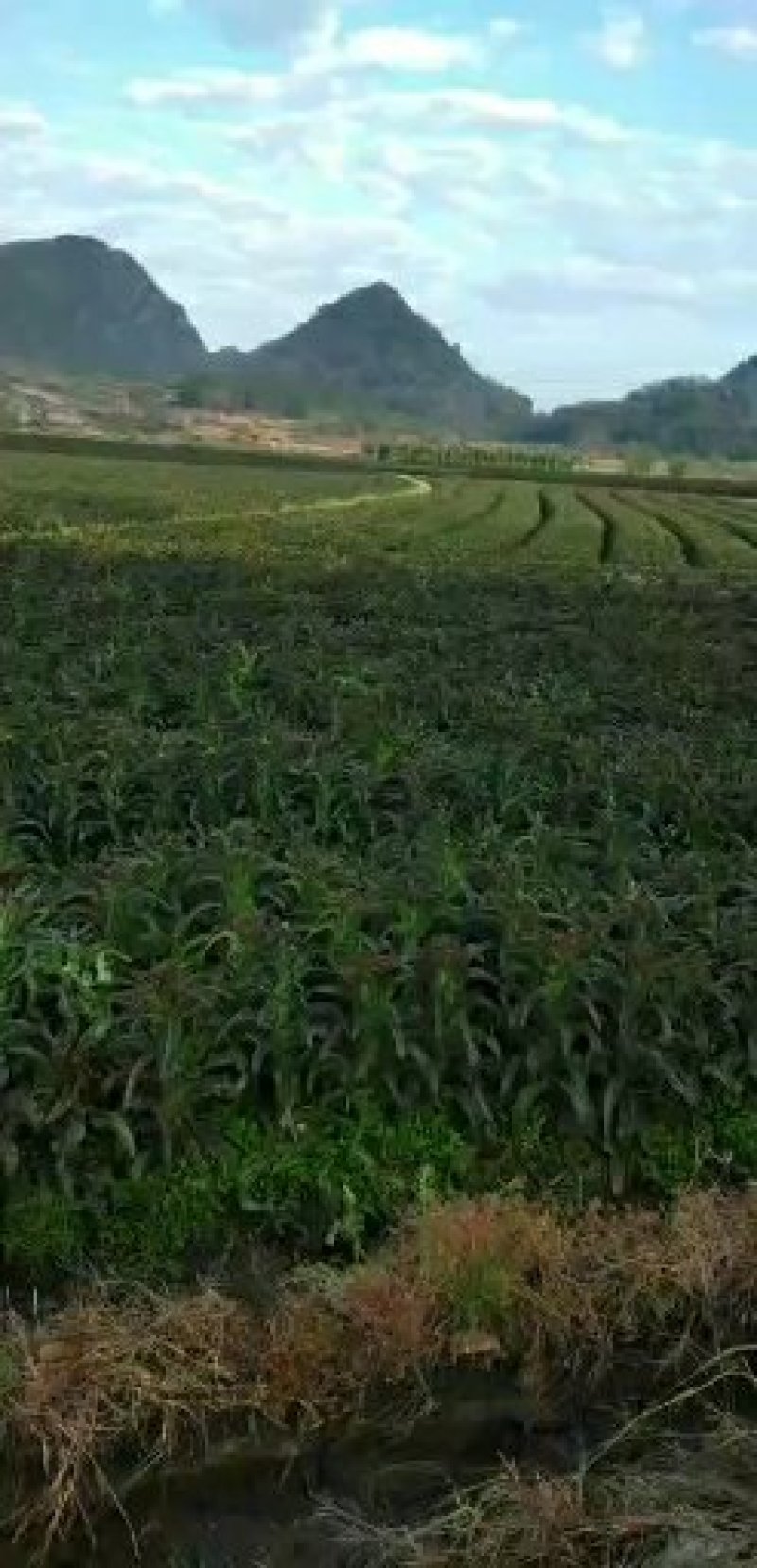 红叶莴笋蔬菜基地，，，，