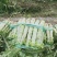 红叶莴笋蔬菜基地，，，，