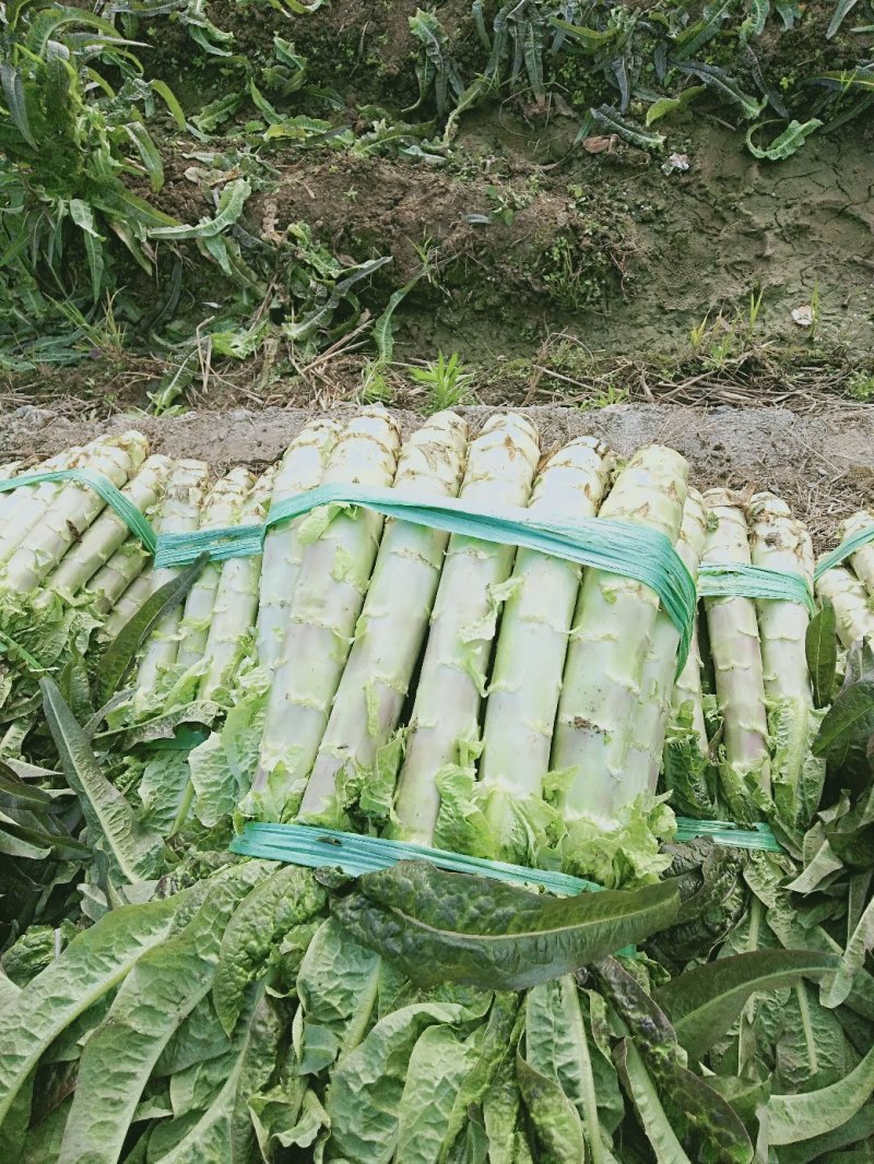 红叶莴笋蔬菜基地，，，，