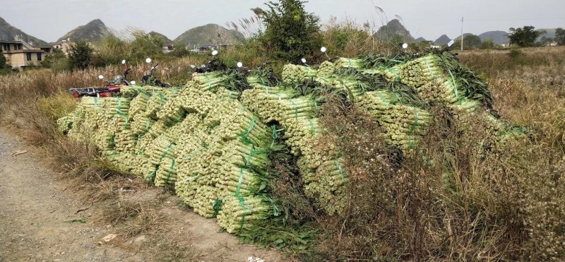 红叶莴笋蔬菜基地，，，，