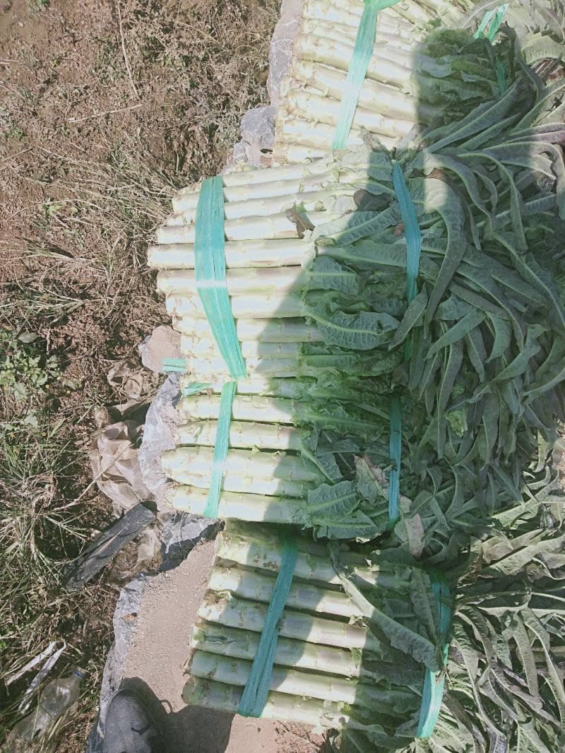 红叶莴笋蔬菜基地，，，，