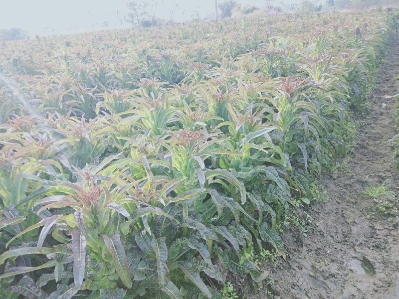 红叶莴笋蔬菜基地，，，，