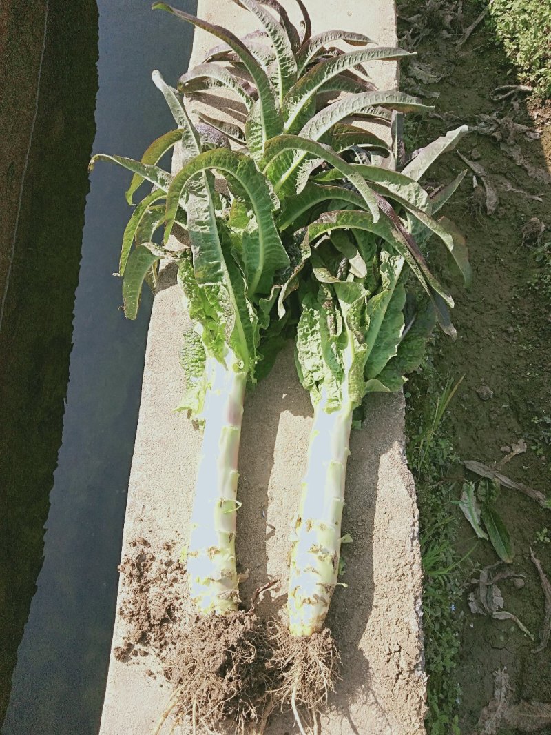 红叶莴笋蔬菜基地，，，，