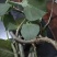 宽筋藤新鲜货野生干货