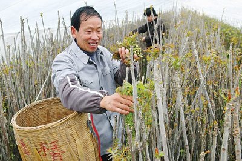 香椿苗泰山红油香椿大棚乡椿青油香椿提供技术指导