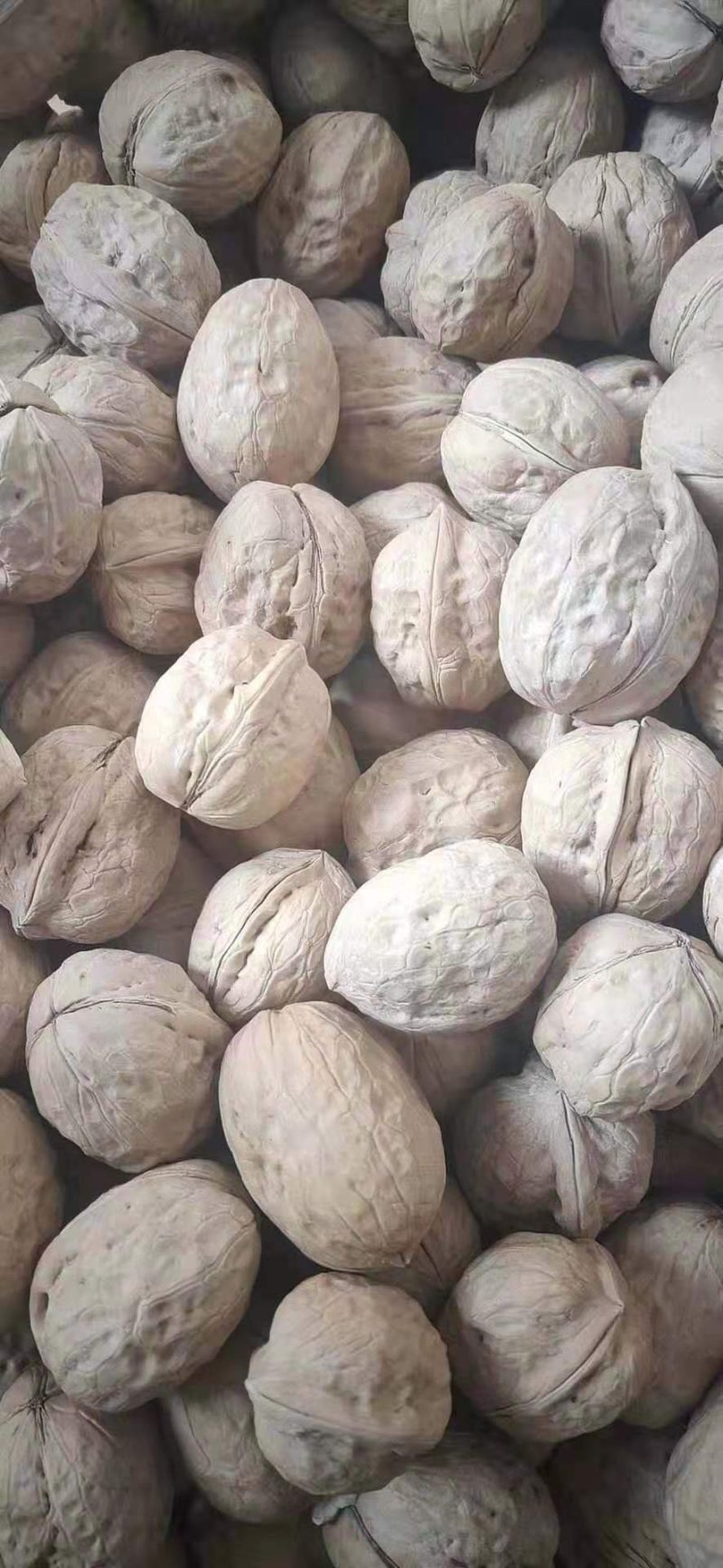新疆核桃/新疆薄皮核桃，质量好，货量大优质核桃，全国发货