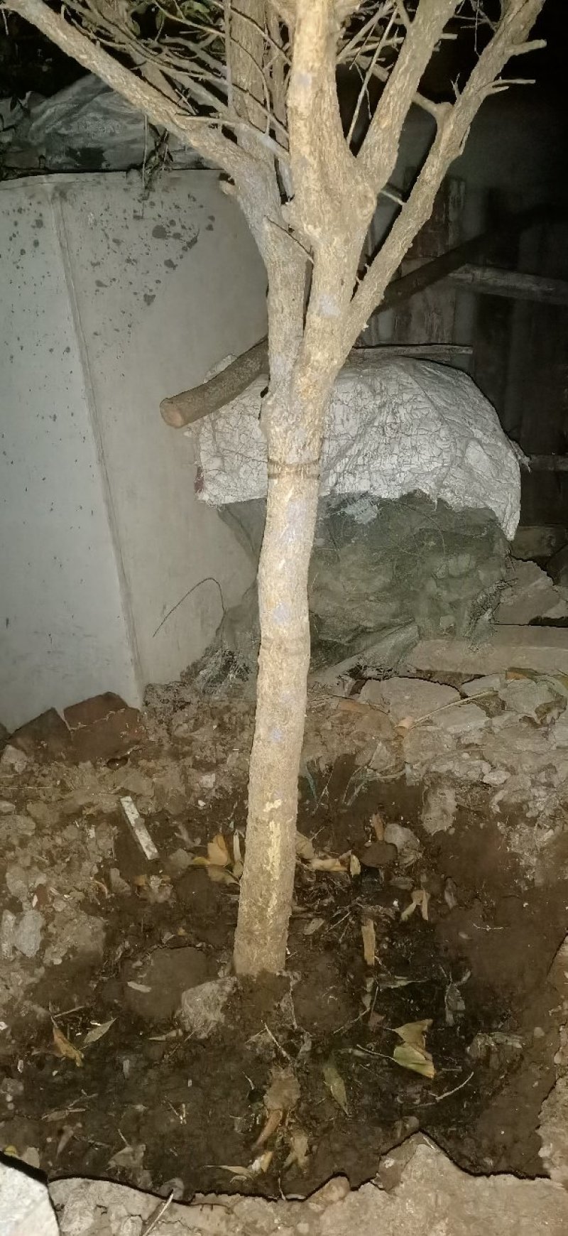 15年黄杨