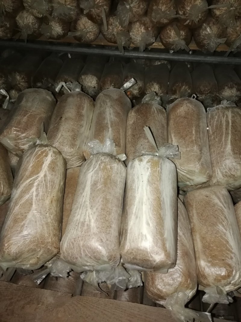 松兜栽培专用茯苓菌种