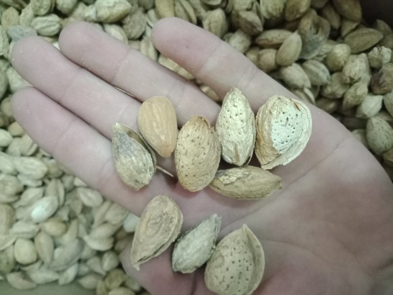 新疆沙车干巴旦木，纸皮，味道很好，