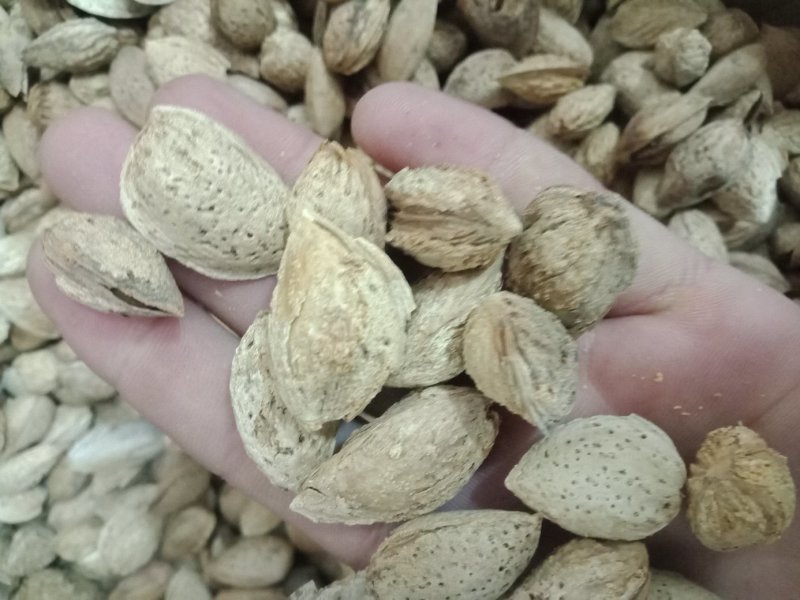 新疆沙车干巴旦木，纸皮，味道很好，