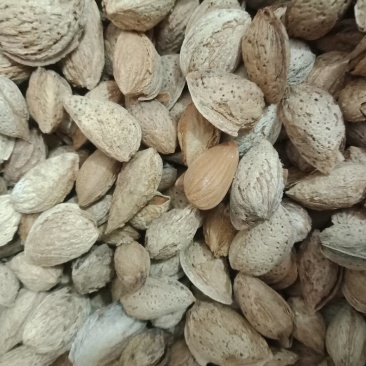 新疆沙车干巴旦木，纸皮，味道很好，