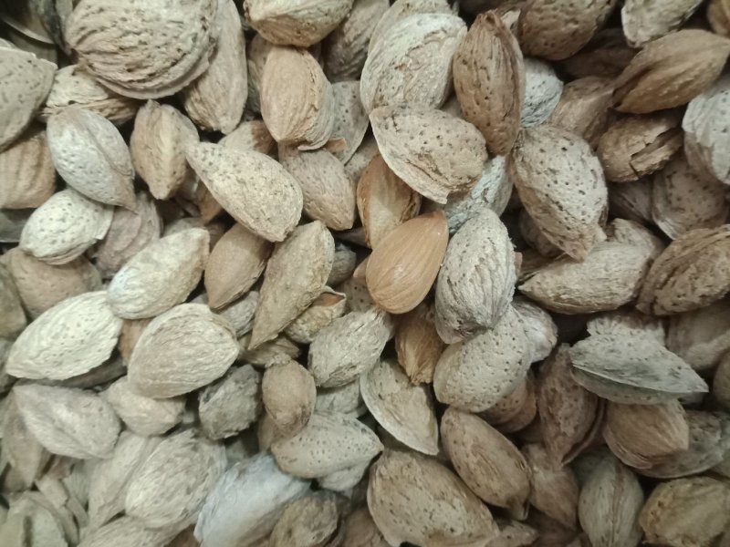 新疆沙车干巴旦木，纸皮，味道很好，