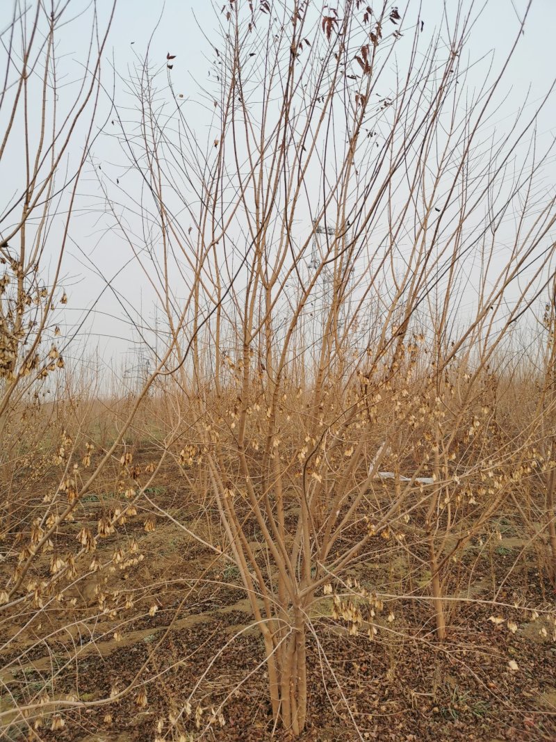 丛生茶条槭，河北茶条槭基地，3-5米高丛生茶条槭