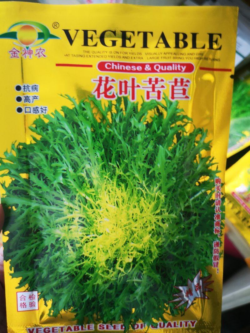 苦苣种子苦菊种子国外引进品种10克