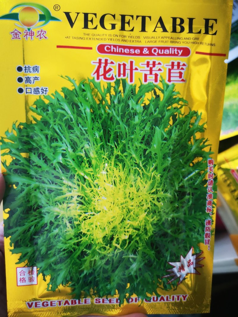 苦苣种子苦菊种子国外引进品种10克