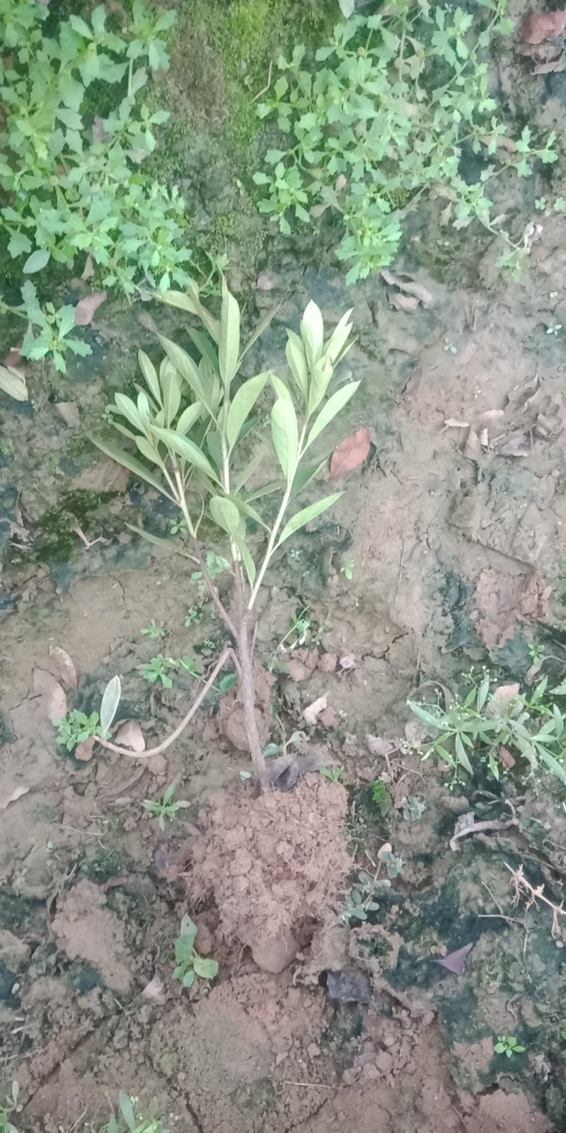 毛杜鹃，自家基地，大量供应，便宜
